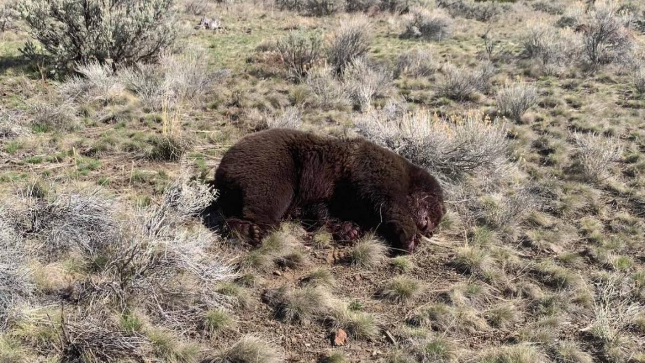 Wyoming man charged after reporting he shot grizzly bear by mistake - Vimarsana News