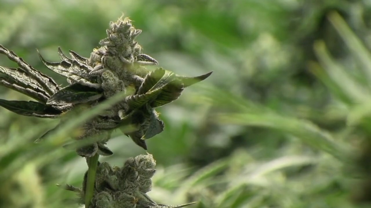 cannabis.jpg