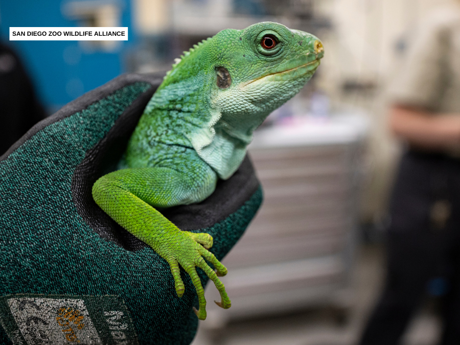 fijian_iguanas2_san_diego_zoo_wildlife_alliance.png