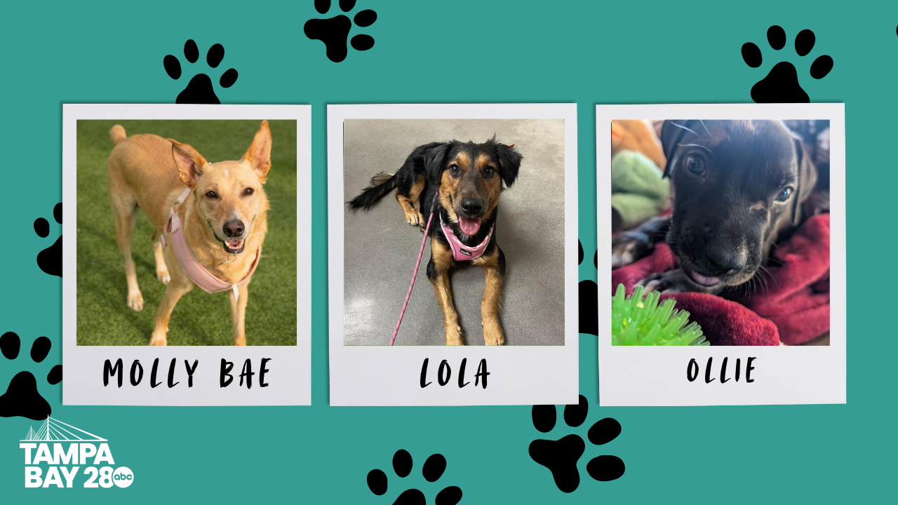 Tampa Bay 28 - Rescues in Action.png