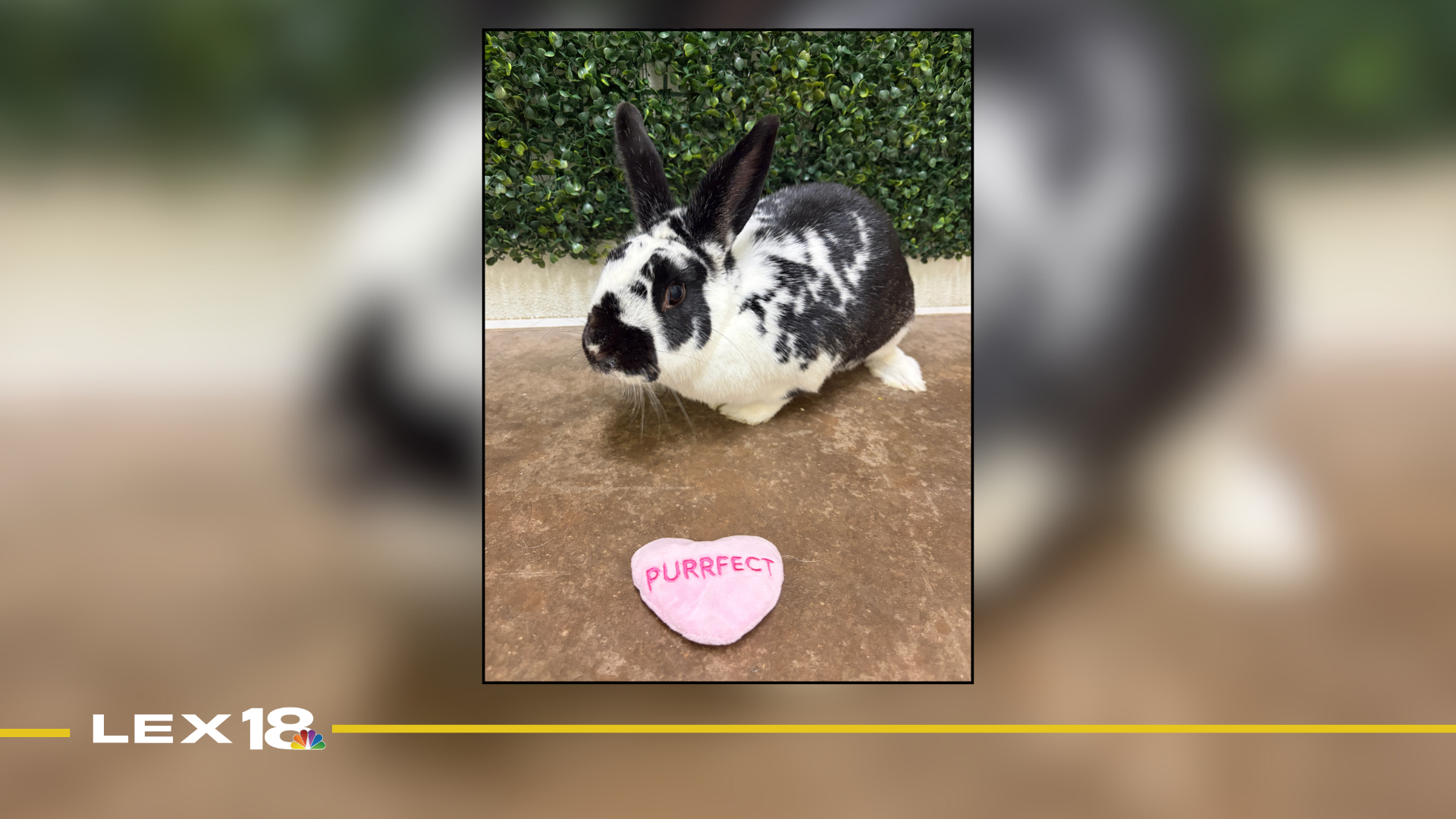 Featured Image Custom Edit.png