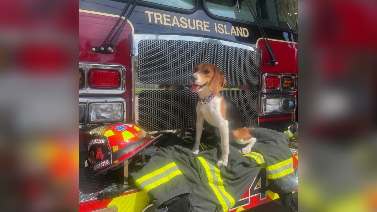 beagle rescued by fire dept.png