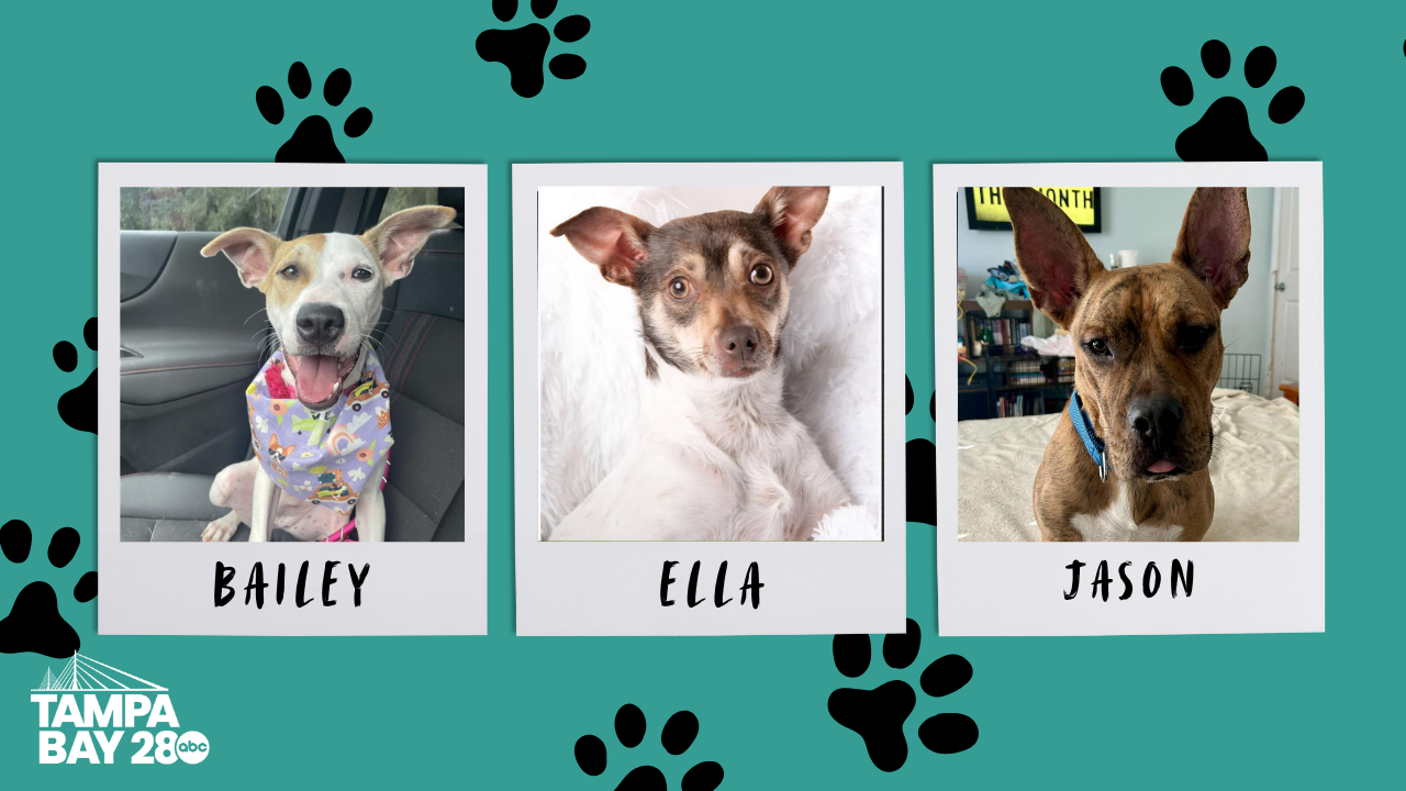 Tampa Bay 28 - Rescues in Action2.png