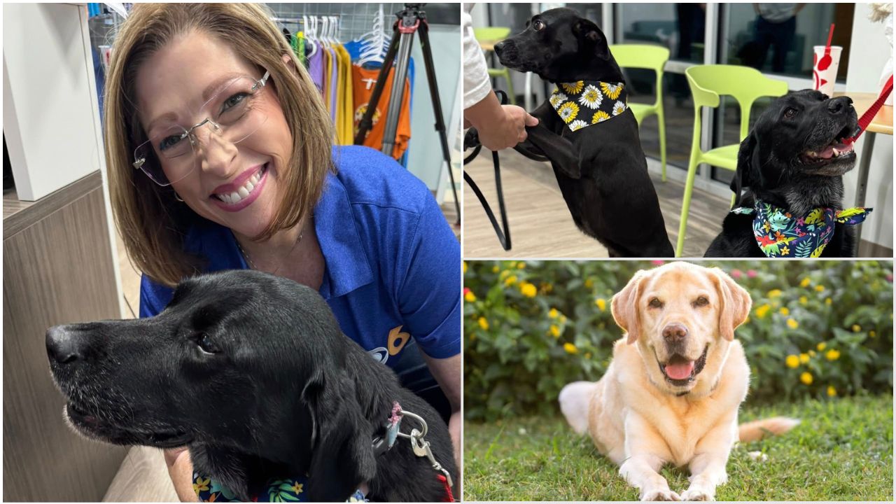 Stanley shatters record in honor of Walter the Weather Dog for Richmond Animal League contest