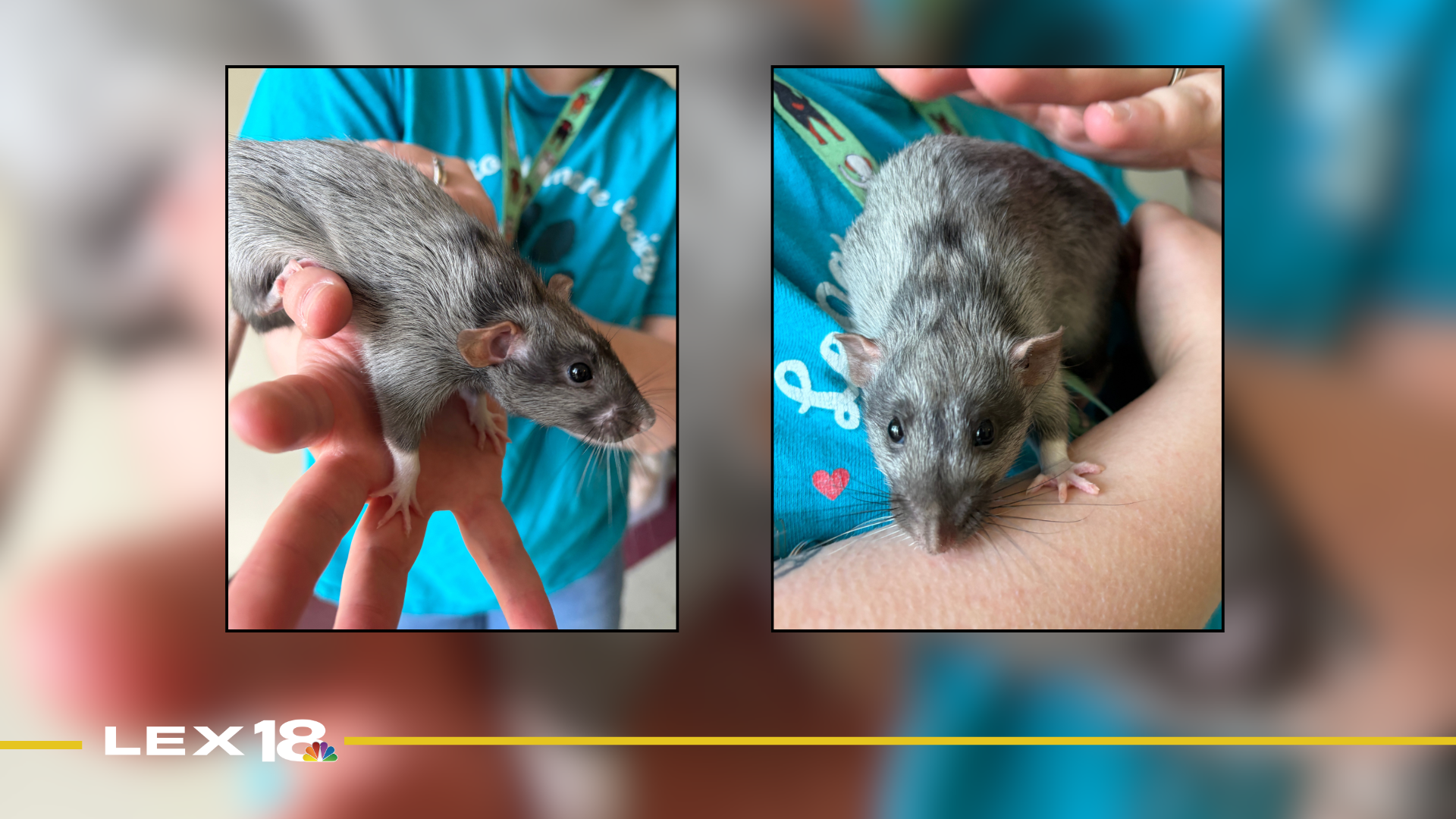 Featured Image Custom Edit (93).png