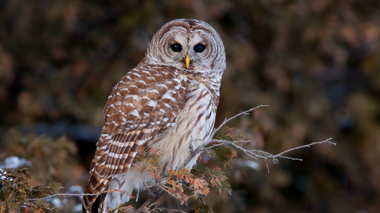 Barred owl sits on a tree.