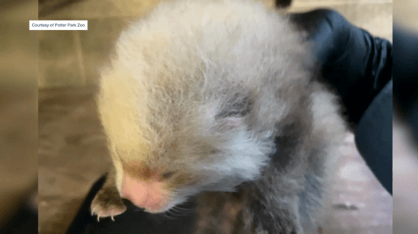 Cute Red Panda Babies at the Potter Park Zoo