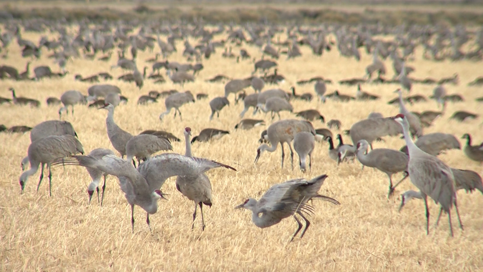 Greater Sandhill Cranes 