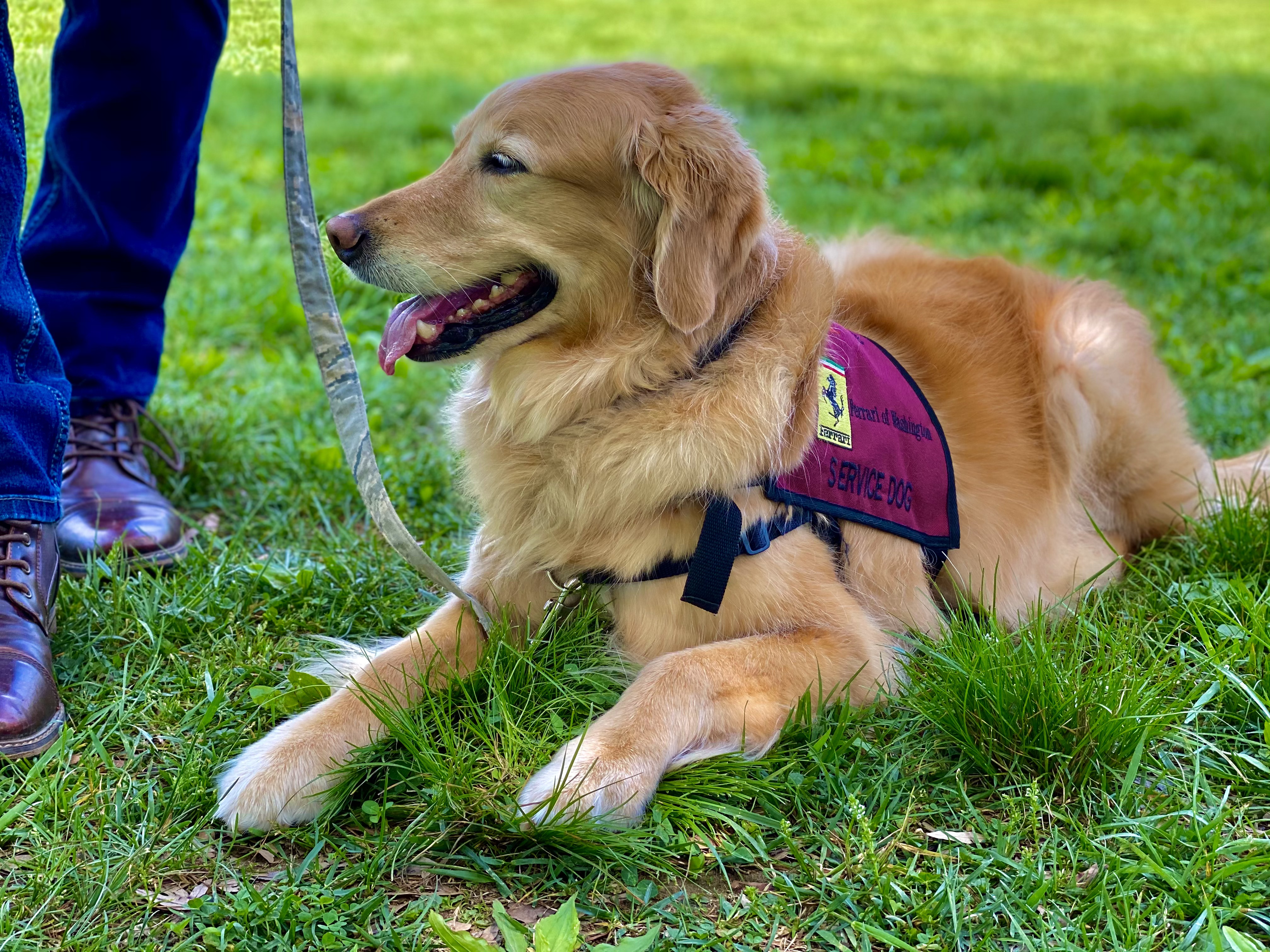 Service dogs save veterans lives through paws4vets.jpg