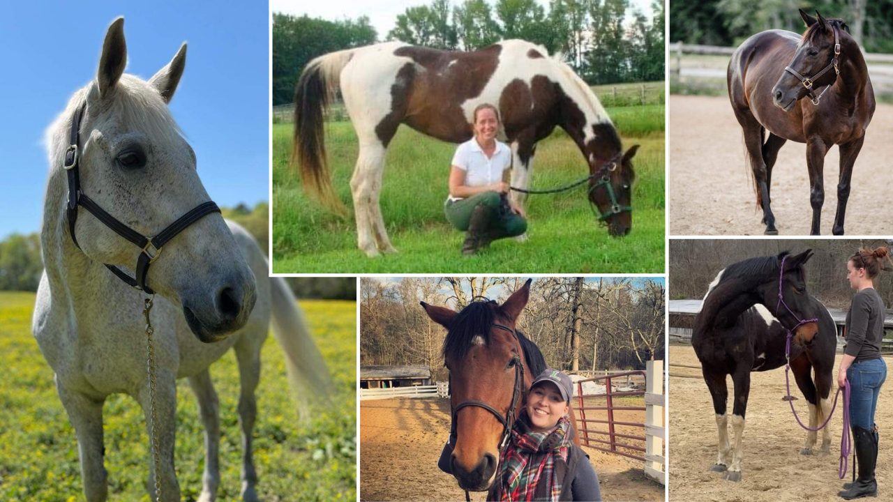 Cedar Knoll Farm horses.png