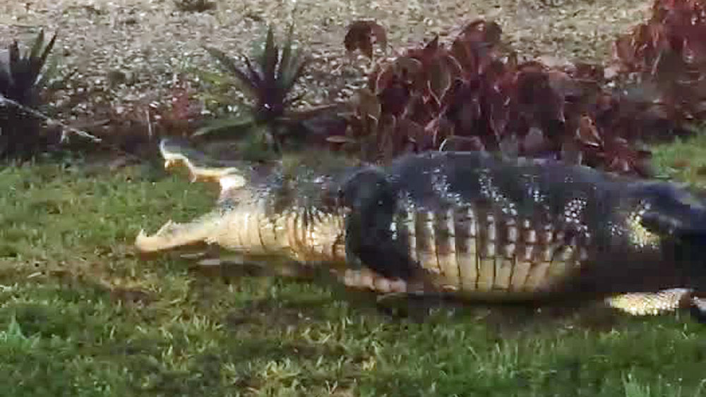 WPTV-COLLIER-COUNTY-ALLIGATOR--.jpg