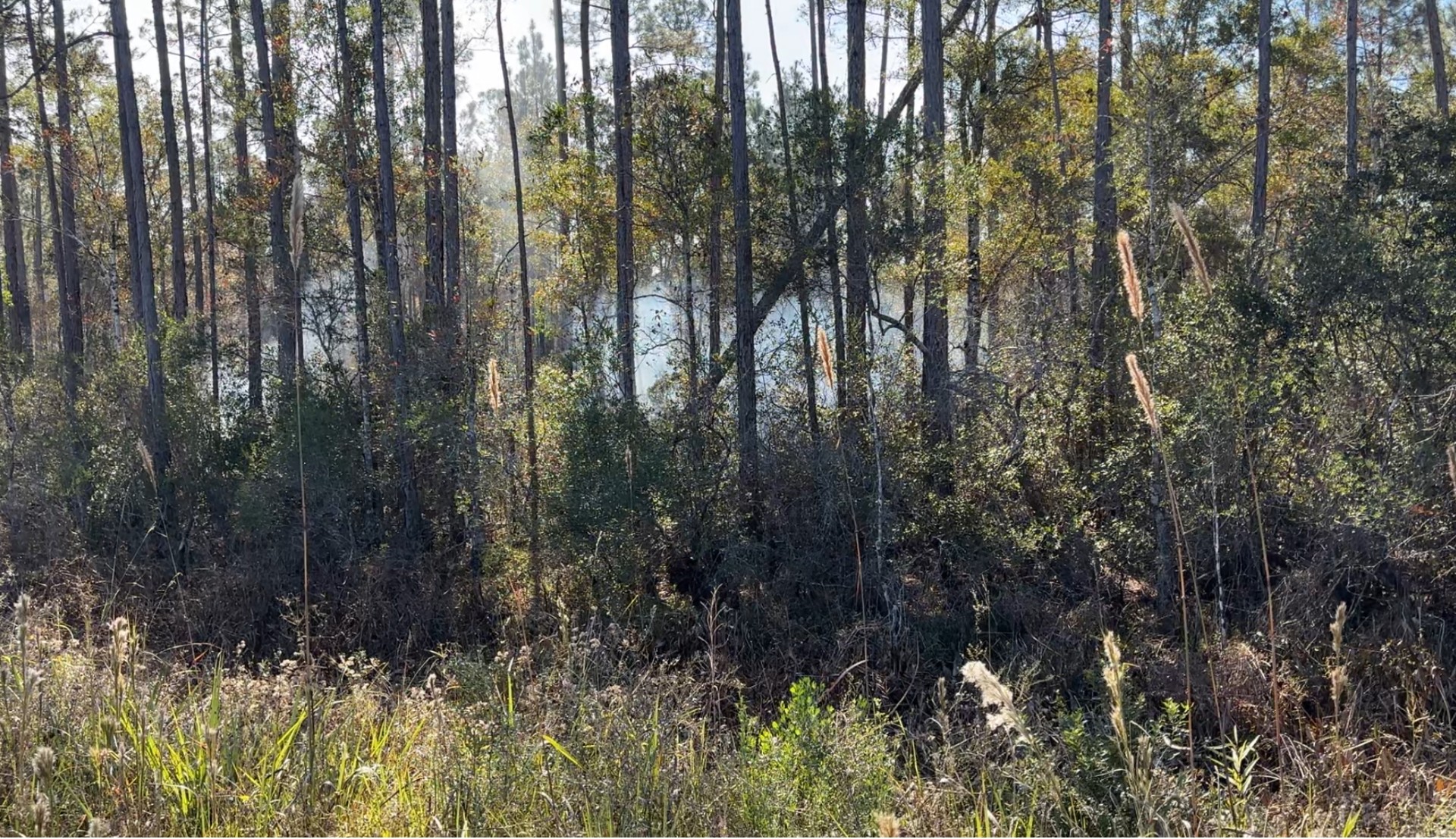 WAKULLA WILDFIRE 11122025 PIC 1.jpg