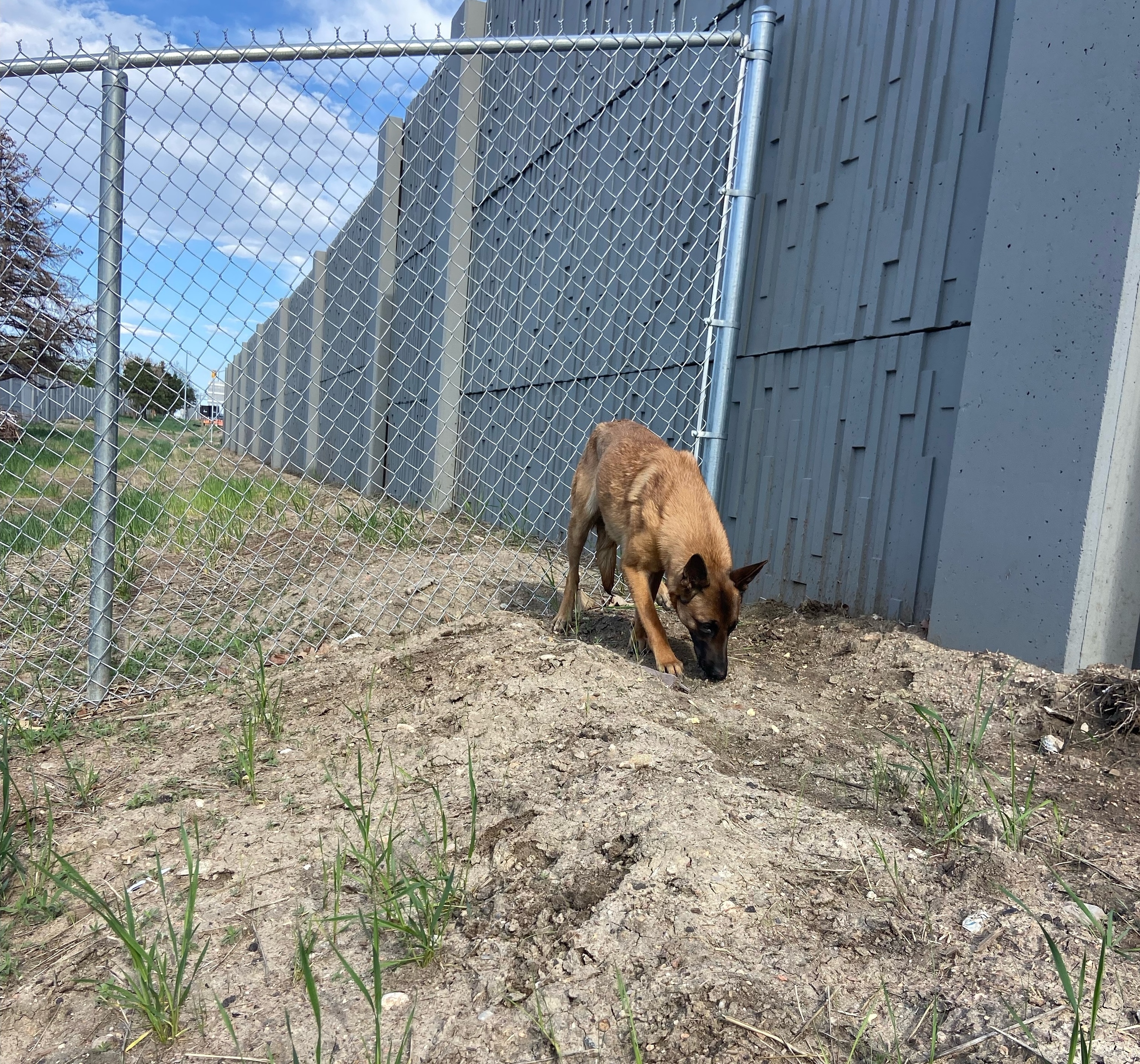 dog on I-70 rescue