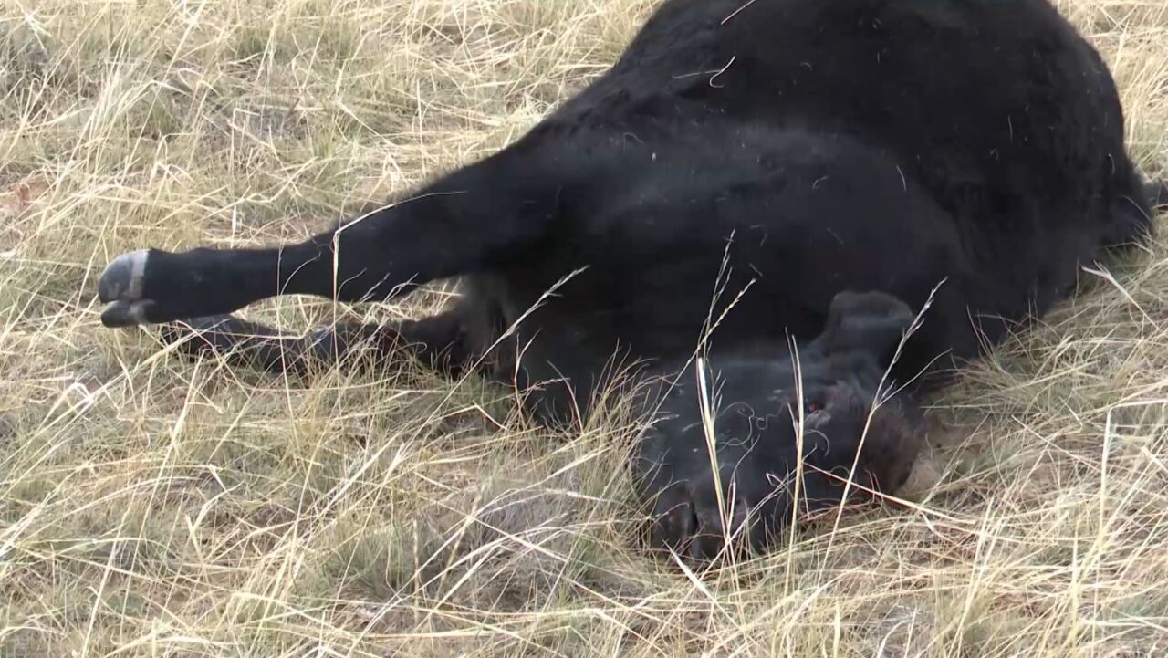 Montana ranchers seeking culprit who killed cattle