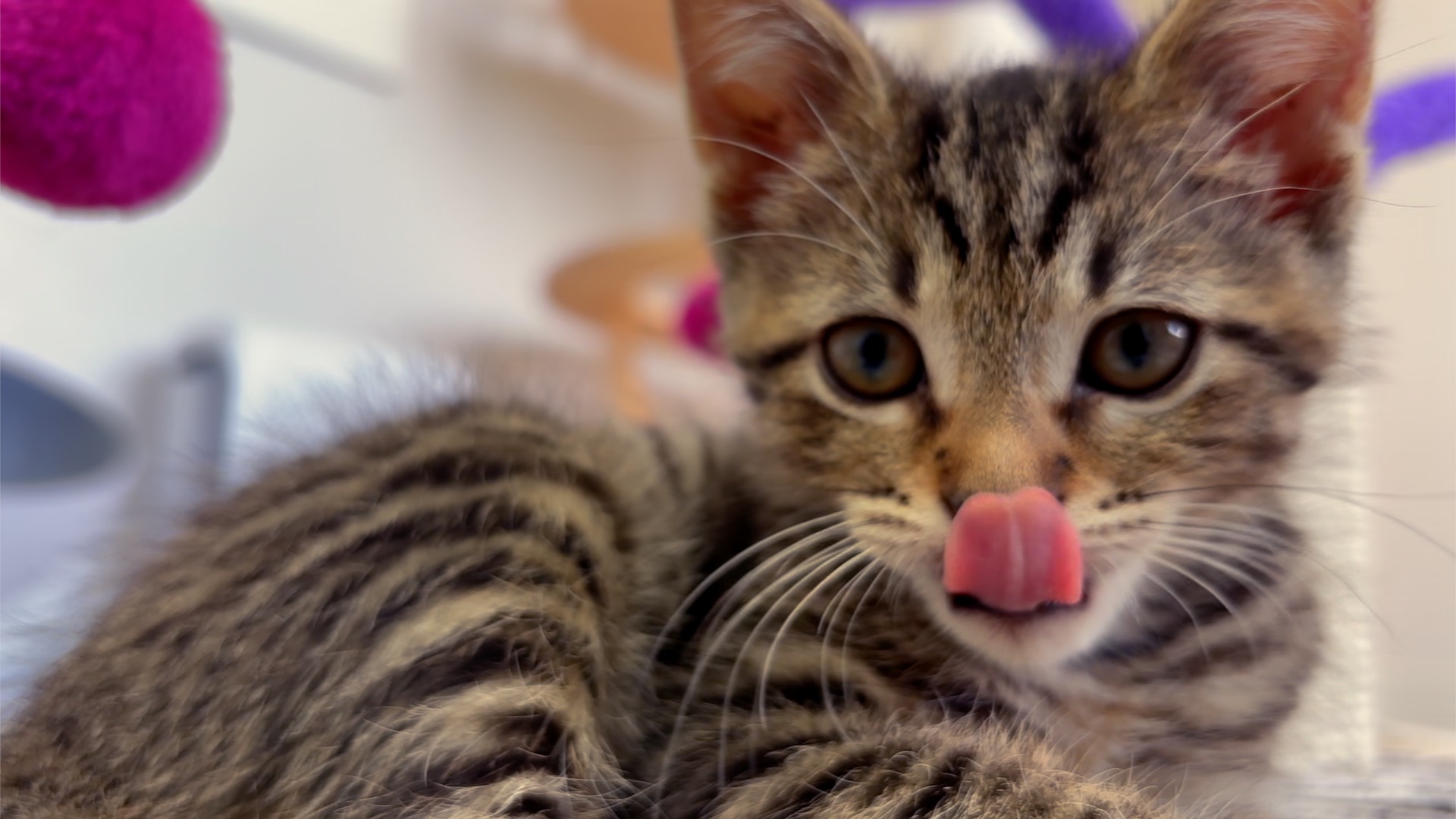 KITTY.jpg