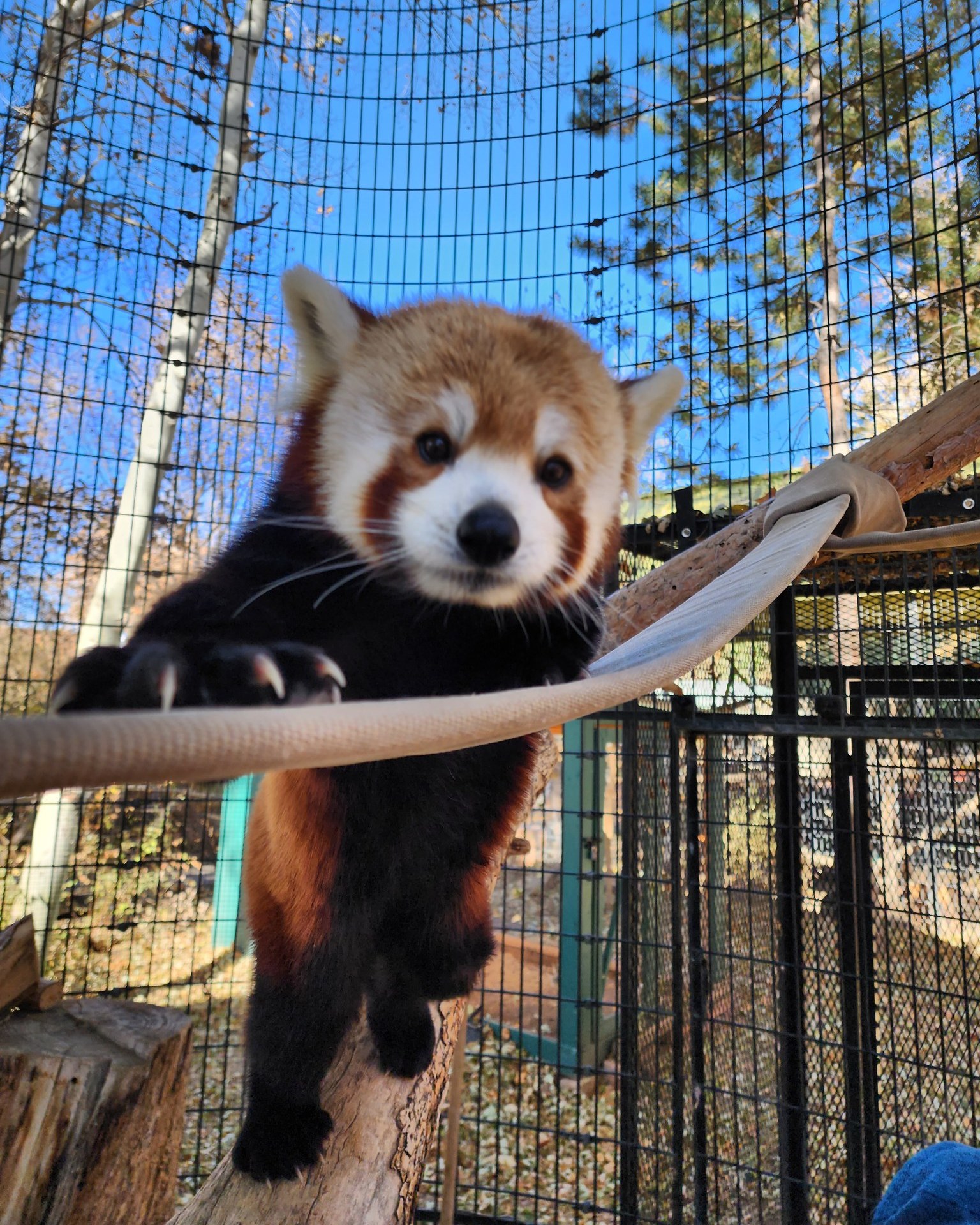 Scout the Red Panda