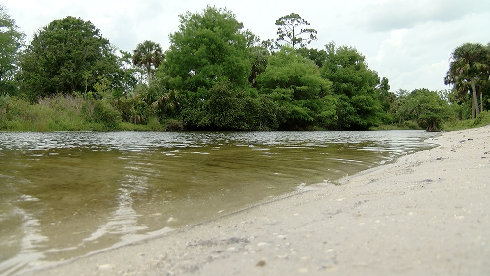 WPTV-LOXAHATCHEE-RIVER-RESTORATION.jpg