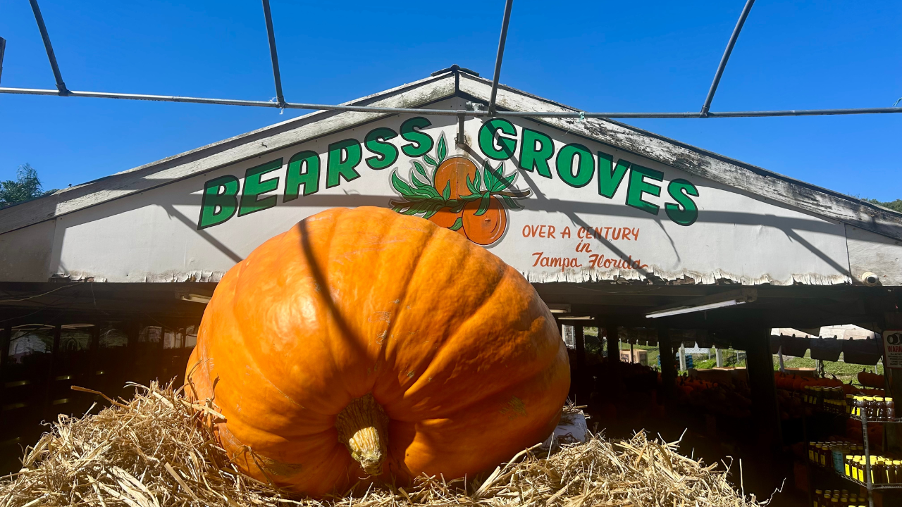 Bearss Grove pumpkin