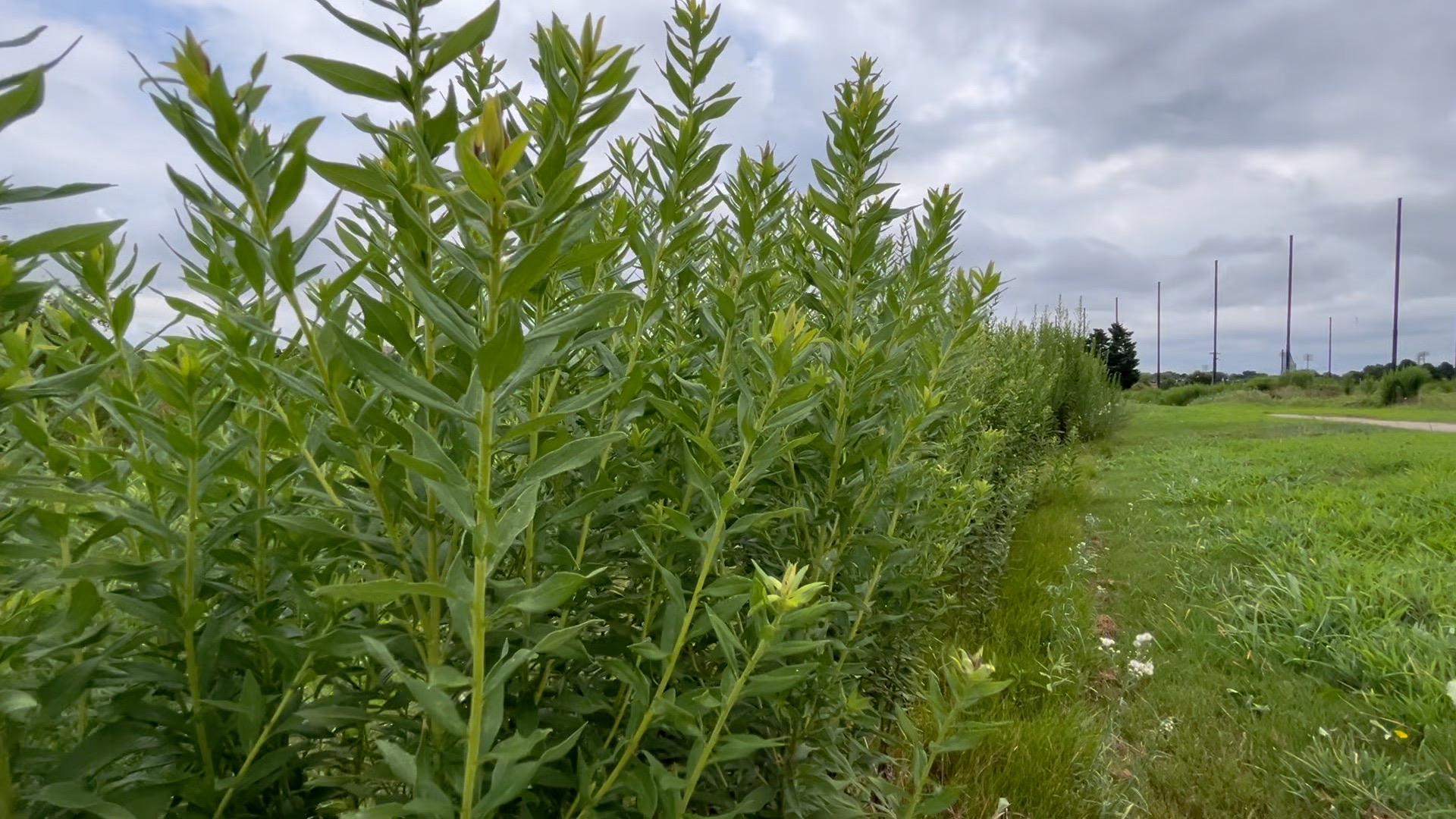 Lamberts Point Open Space pic.jpg