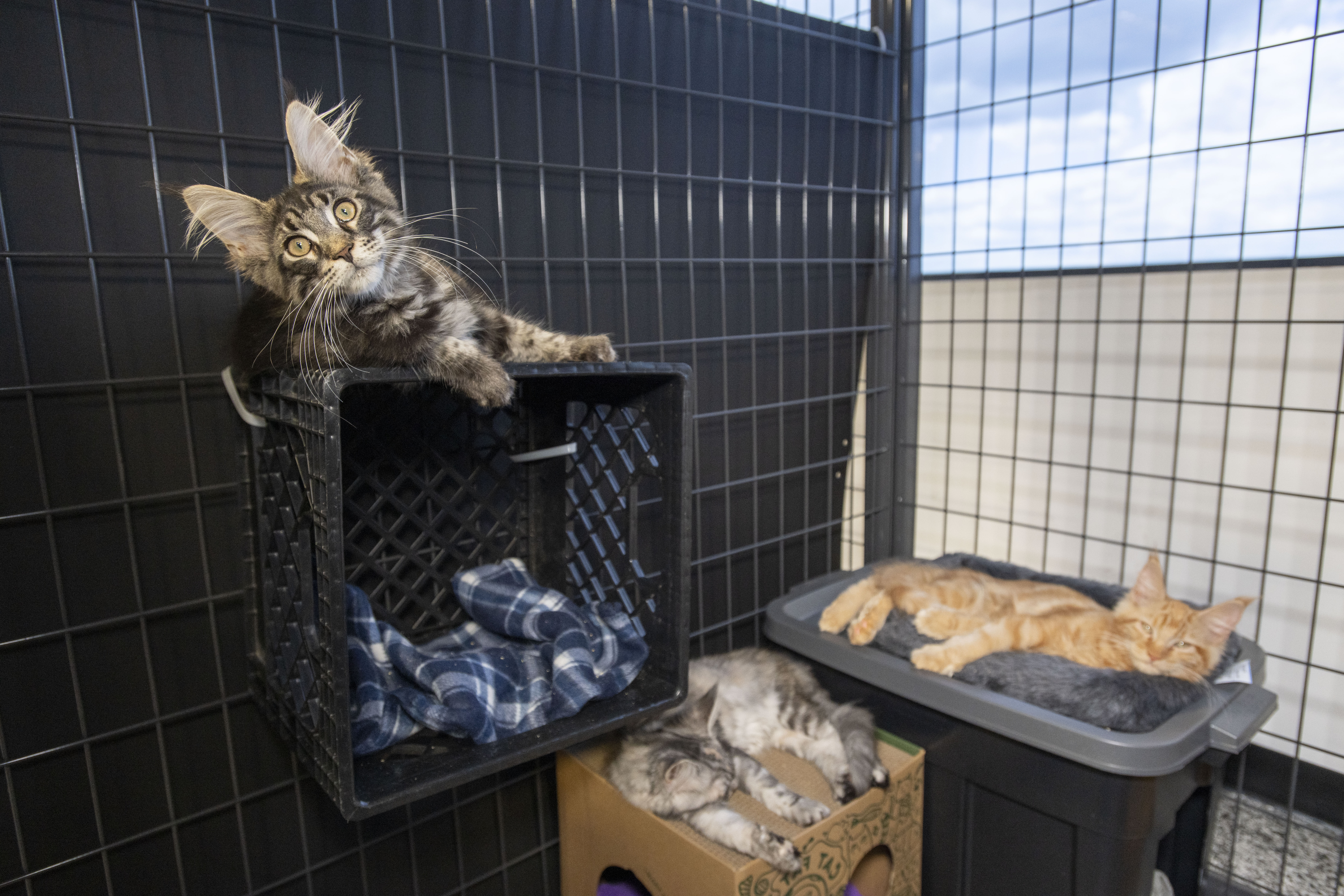 Cats removed from Chesterfield home