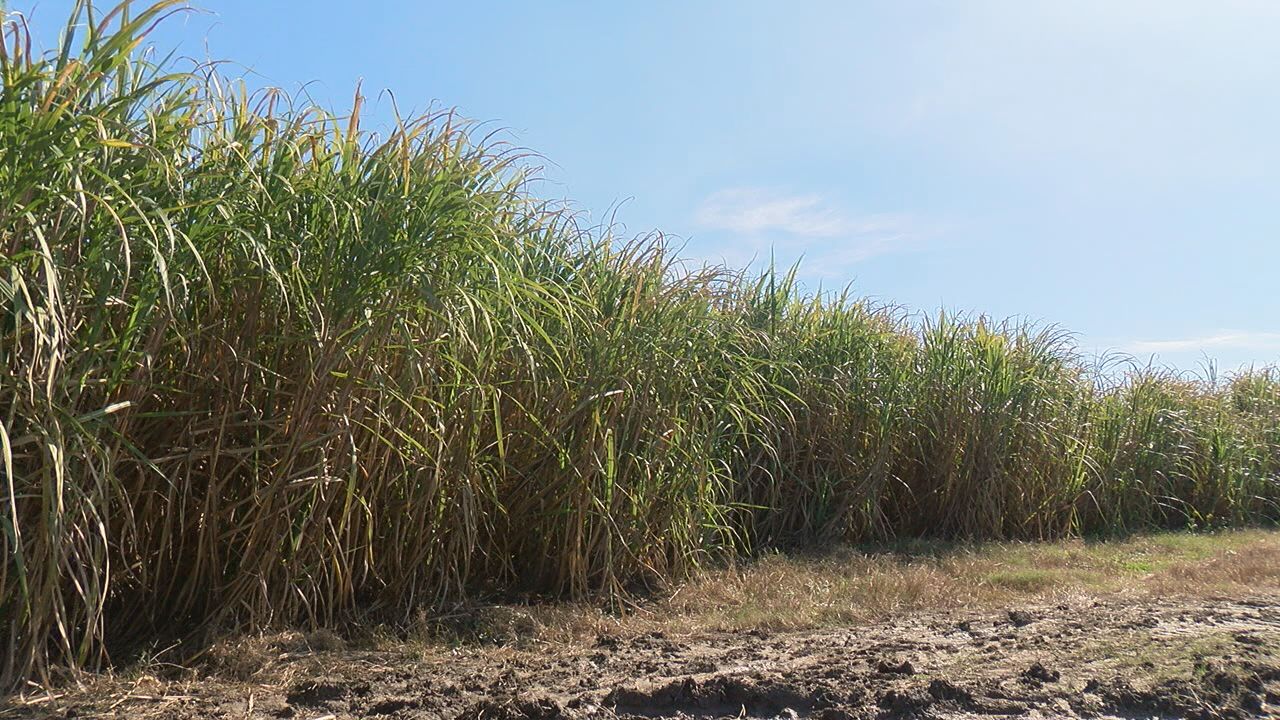 SUGARCANE2.jpg