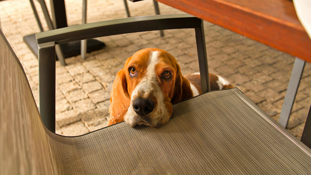 dog patio.png
