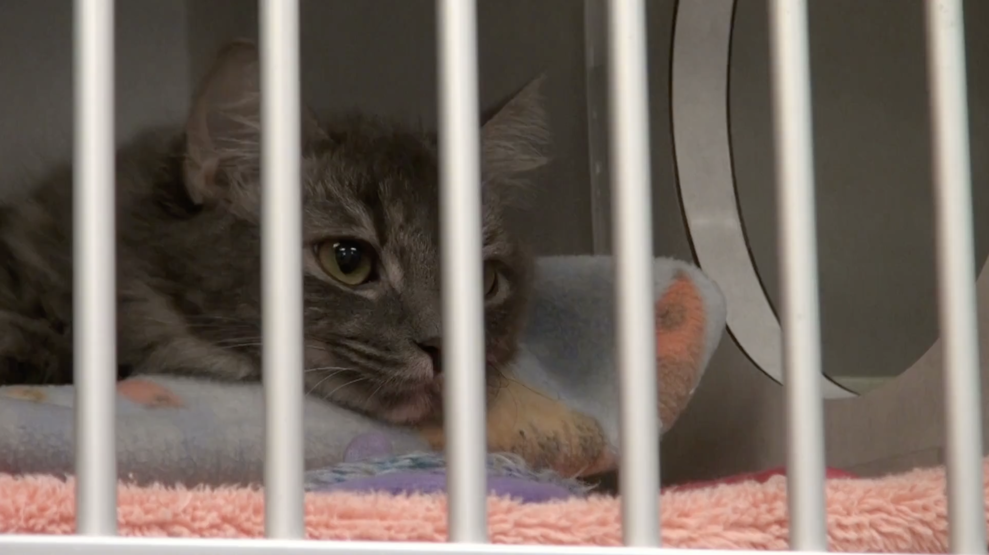 cat waiting to be adopted in animal shelter
