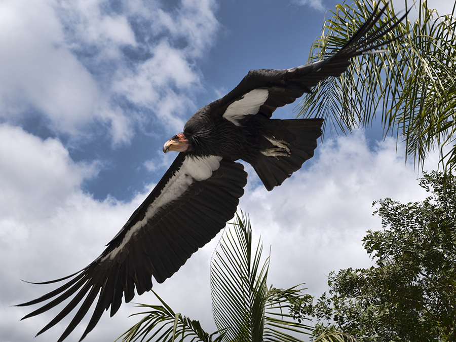 California Condors