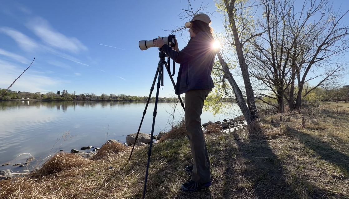 World renowned nature photographer Wendy Shattil finding Colorado pelicans