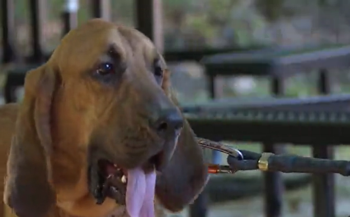 Rudy the Blood Hound 2.png