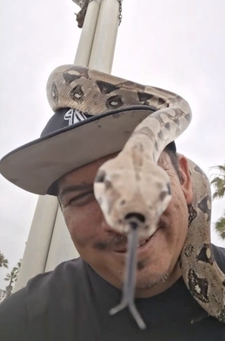 Snake rescuer pleads for return of 4 pythons stolen near Oceanside Pier