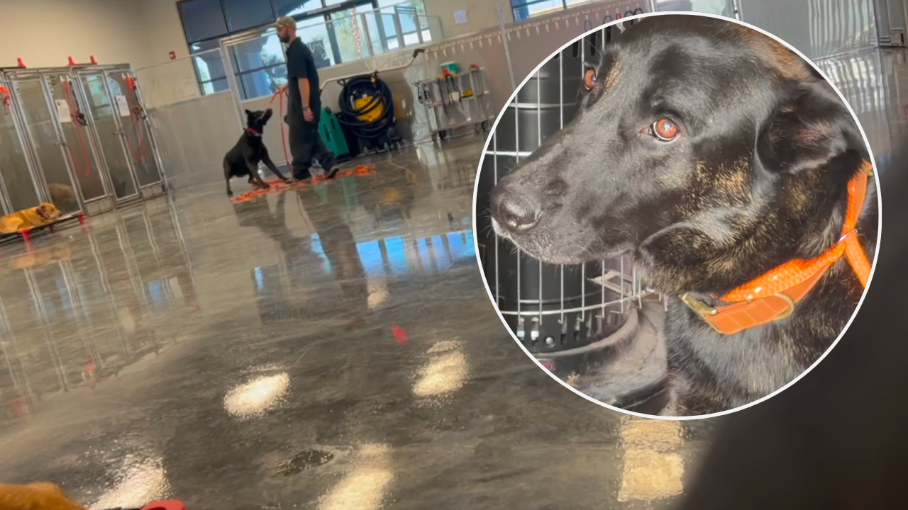 Two face felony animal cruelty charges after 35 dogs removed from Las Vegas training facility