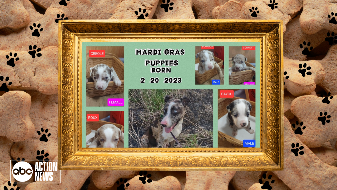 Rescues in Action: Bourbon, Tato, Saint and Gumbo