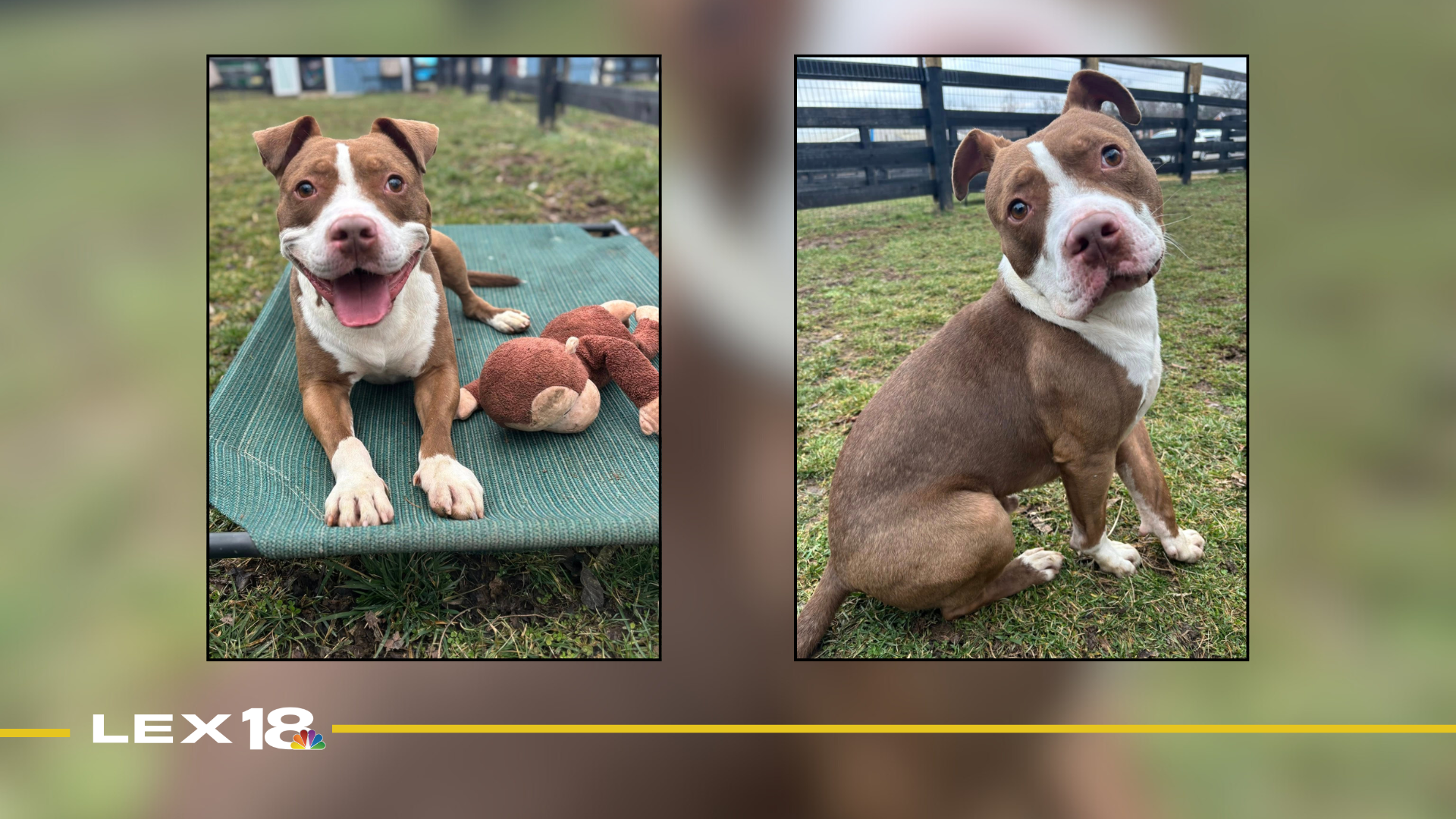 Featured Image Custom Edit (3).png