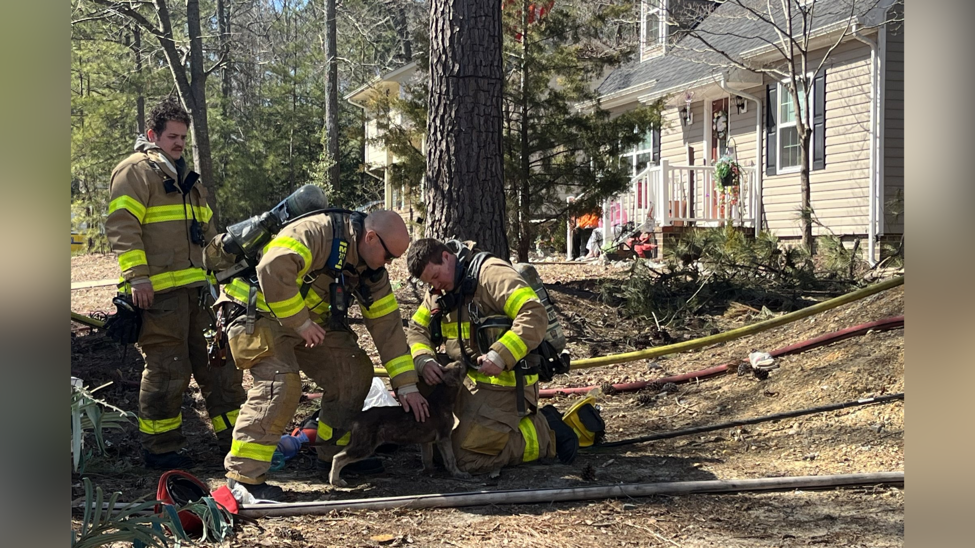 Dogs saved from Chesterfield fire
