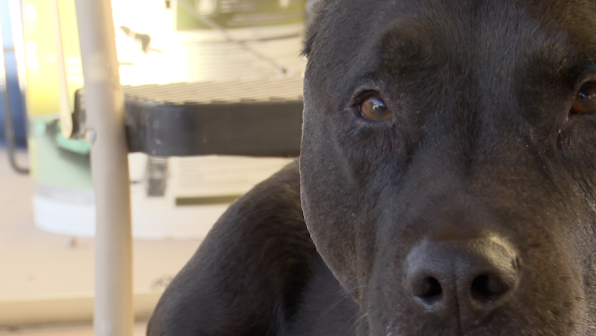 AZ Pet Project provides vet care for 6-year-old service dog Dune