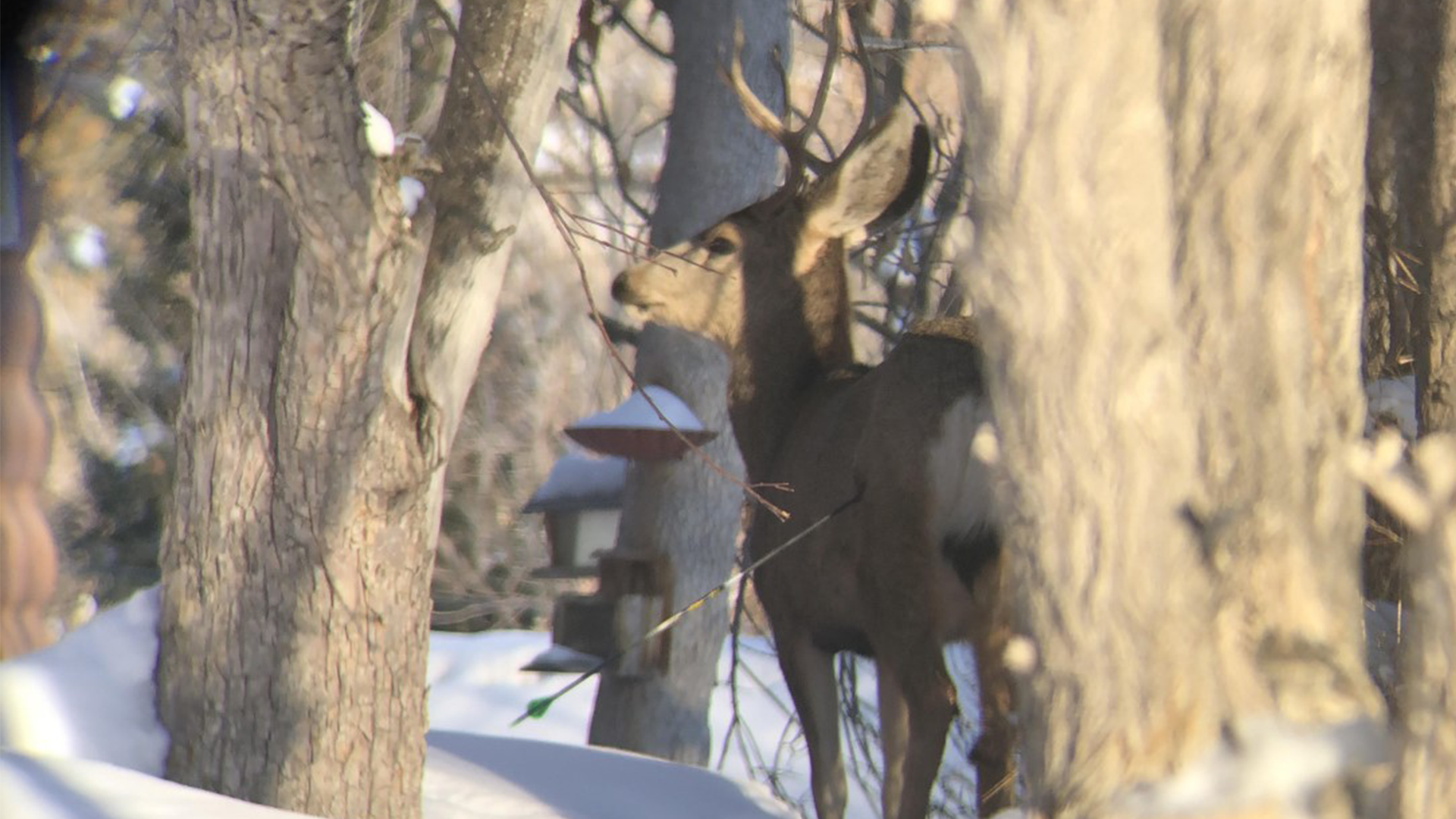 deer.png