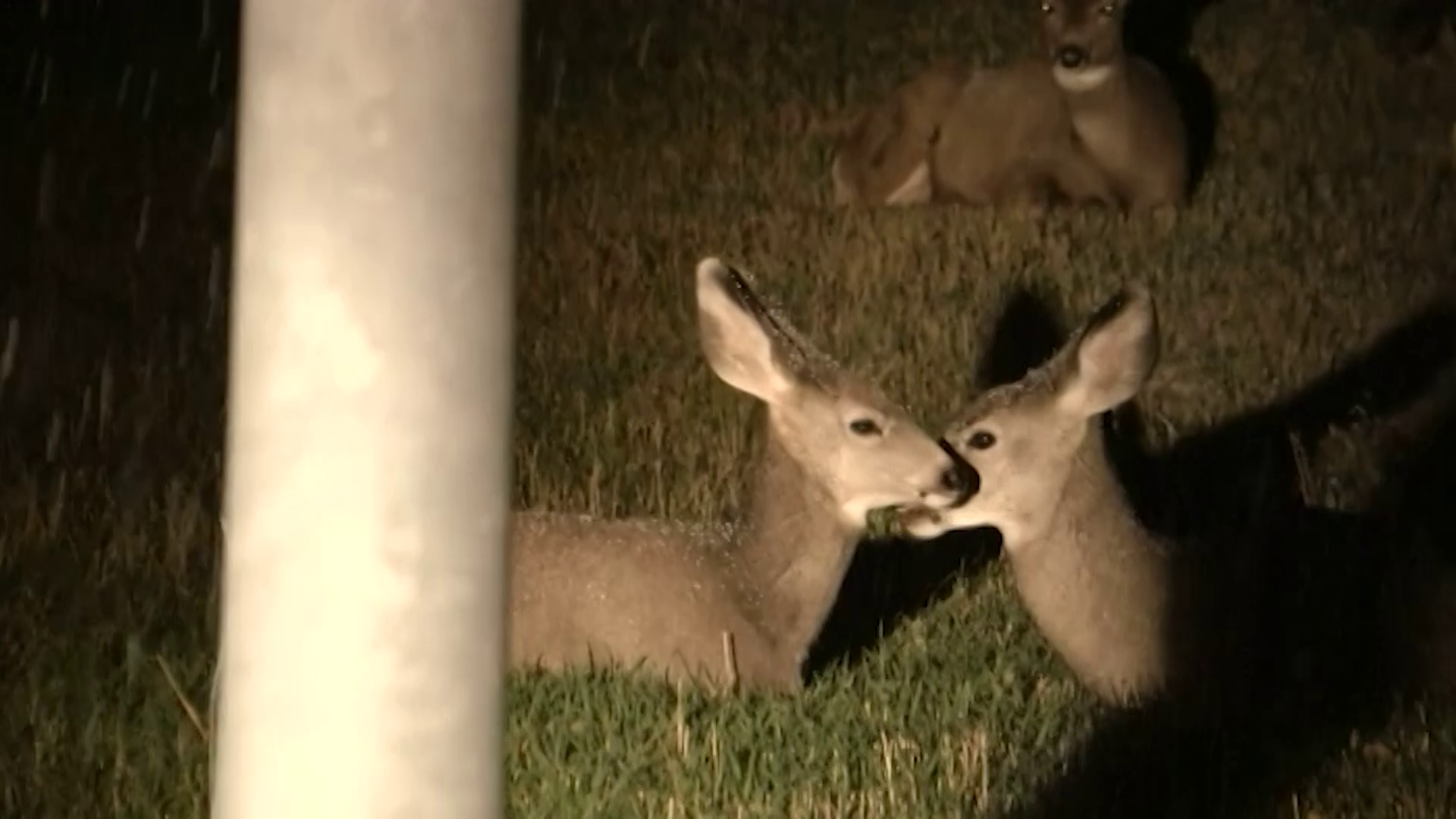 Urban deer in Helena