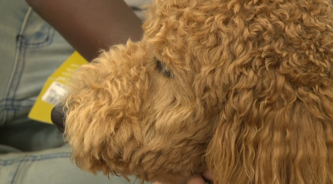 Scout the facility dog