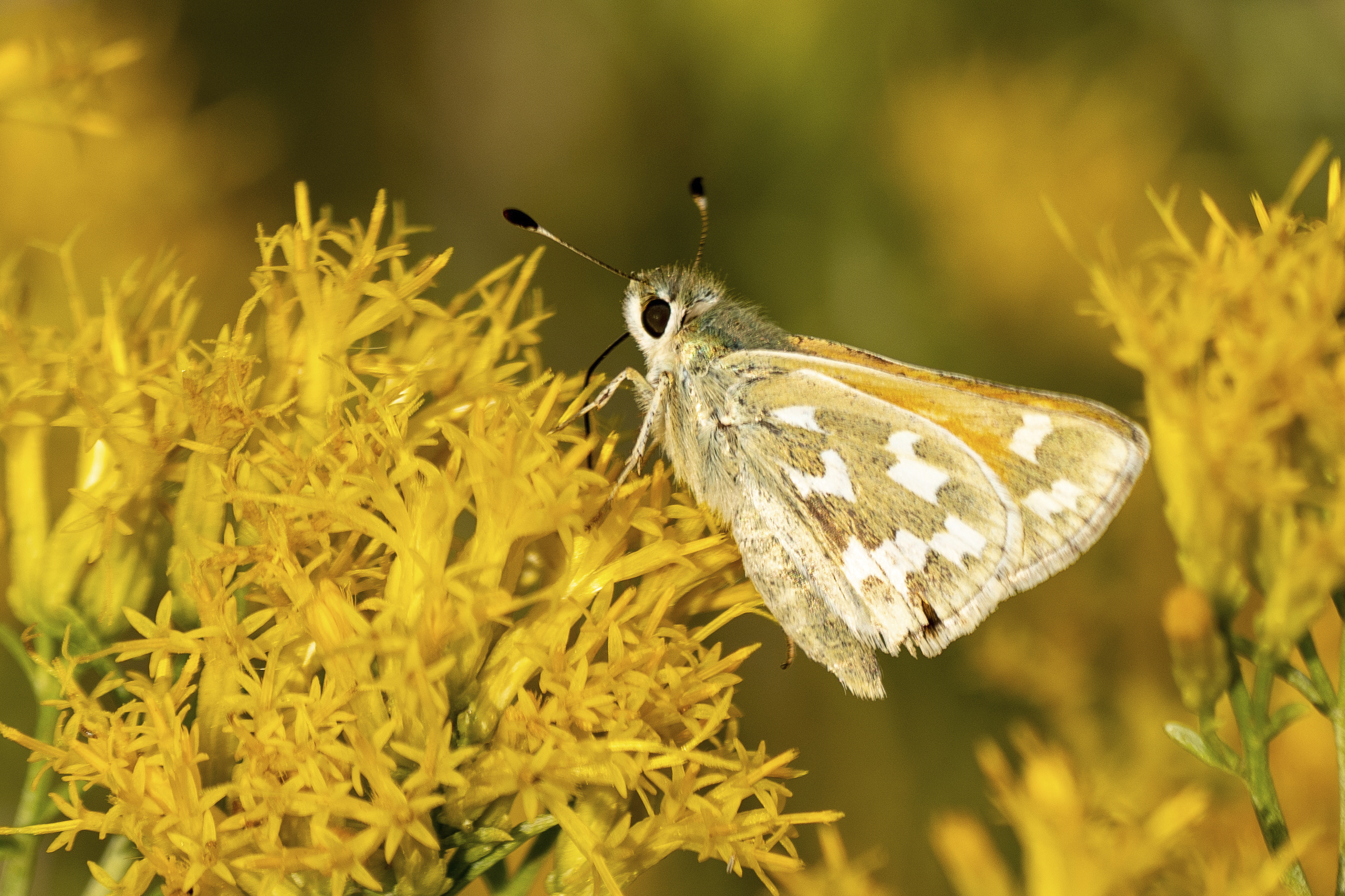 Rare Butterfly Geothermal Project
