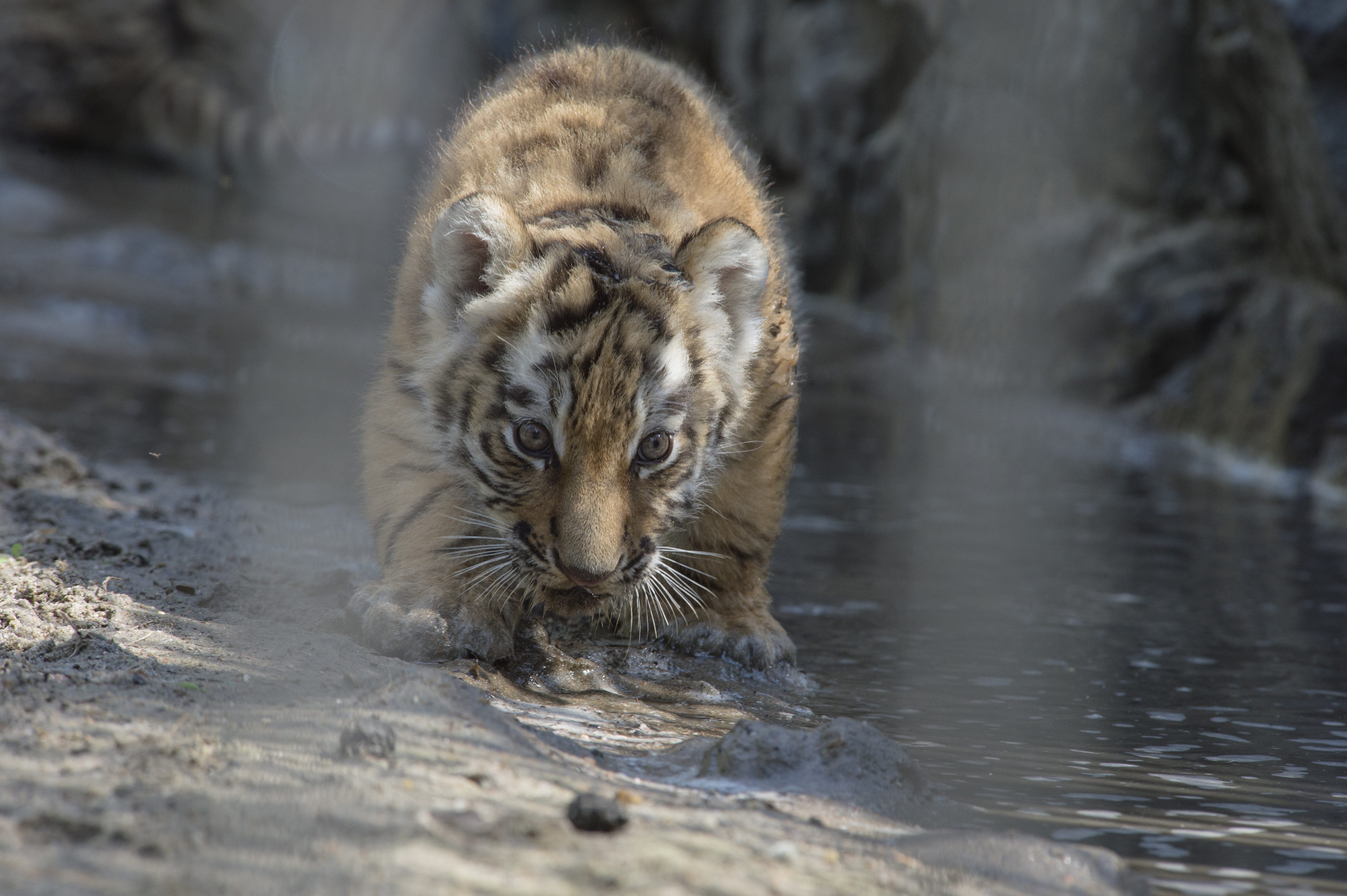 Russia Amur Tigers