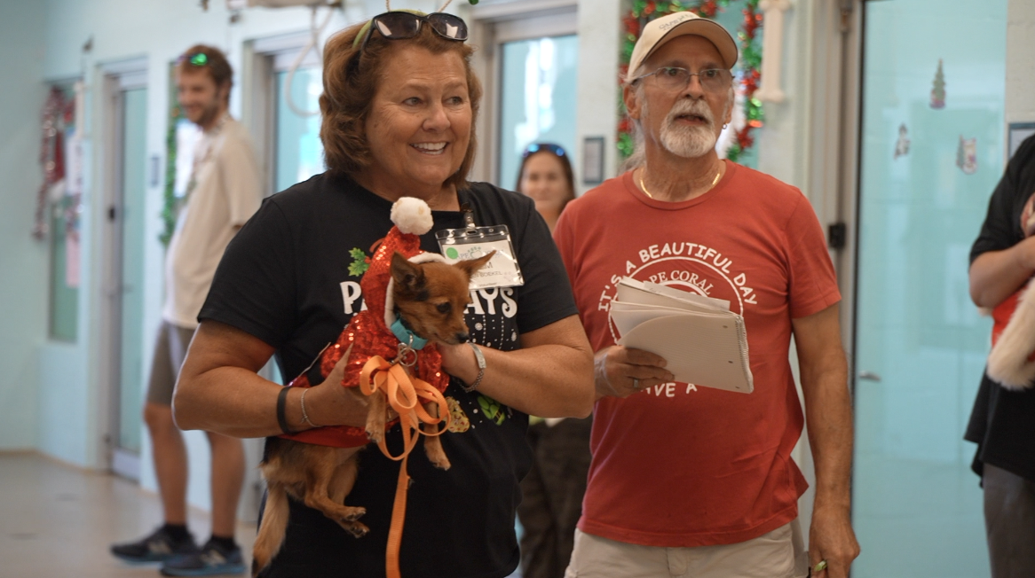 Dog in a Santa costume 