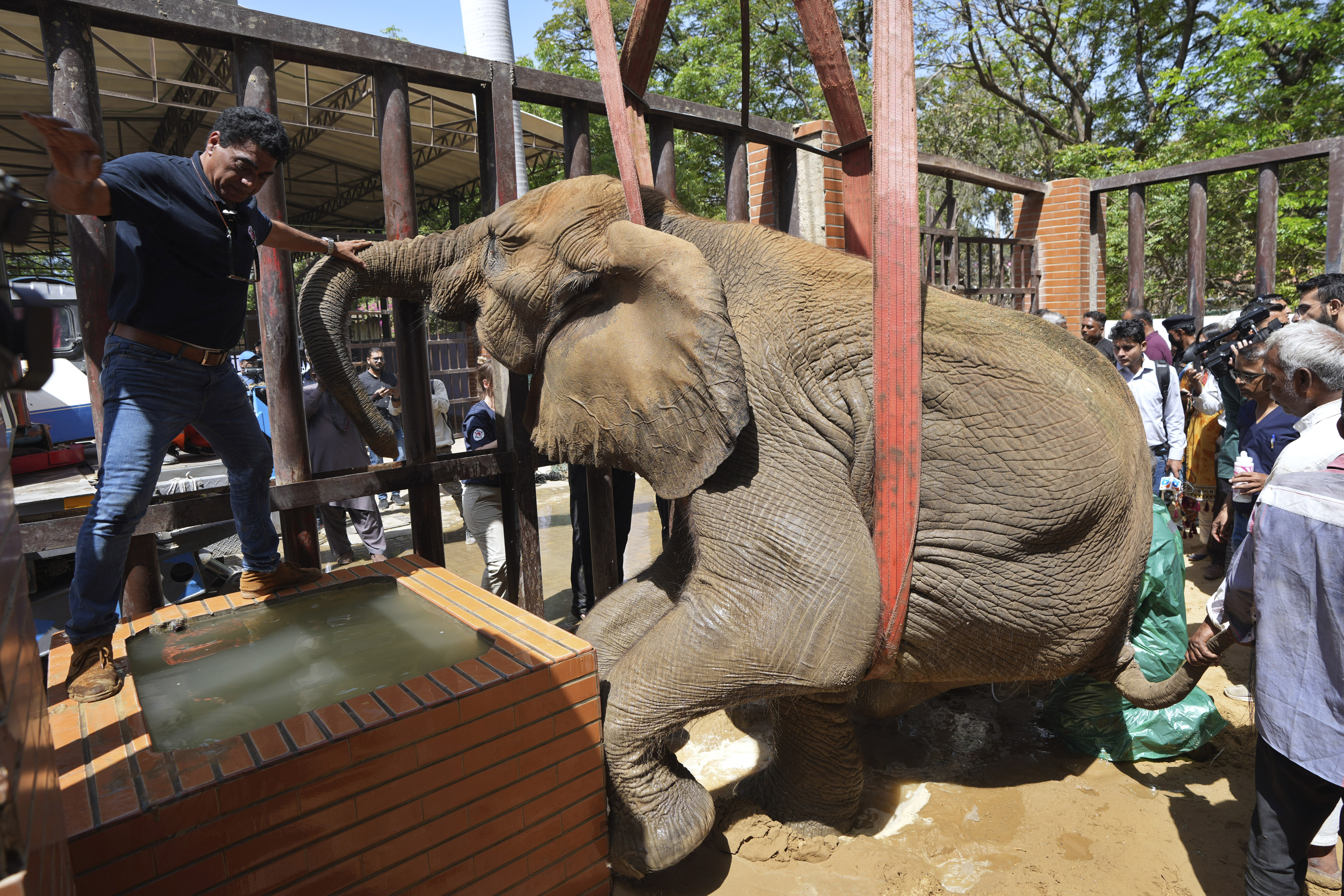 Pakistan Elephant