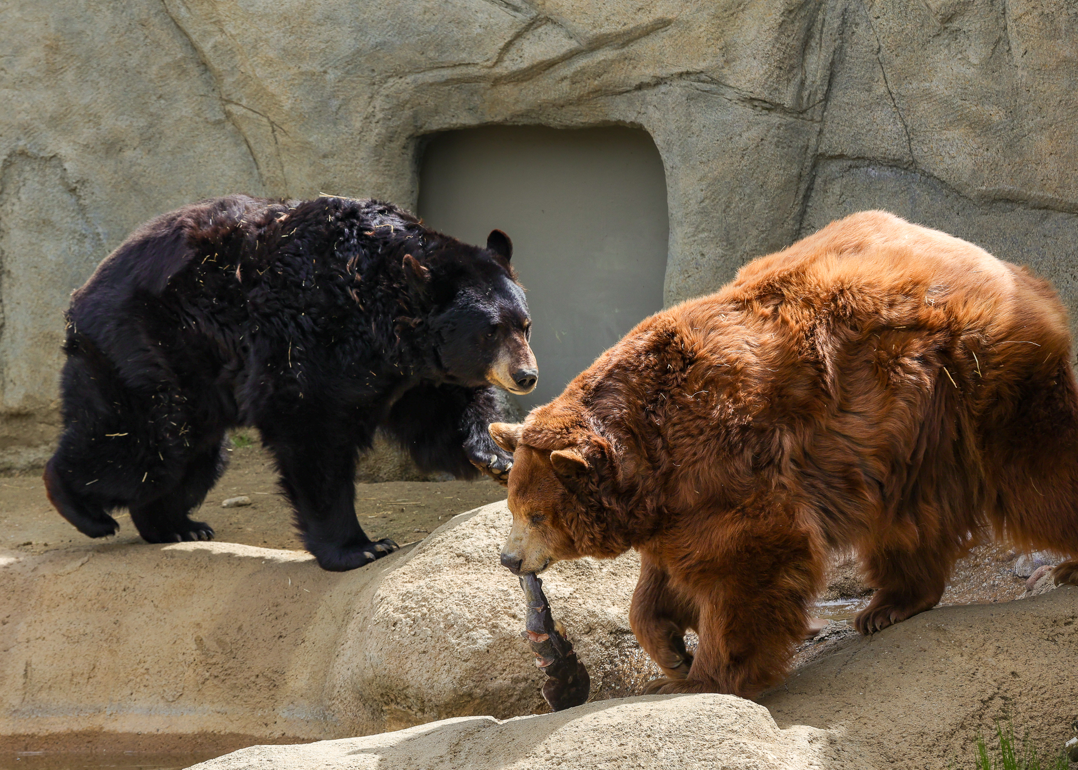 California Living Museum (CALM) bears Louie and Cinnamon