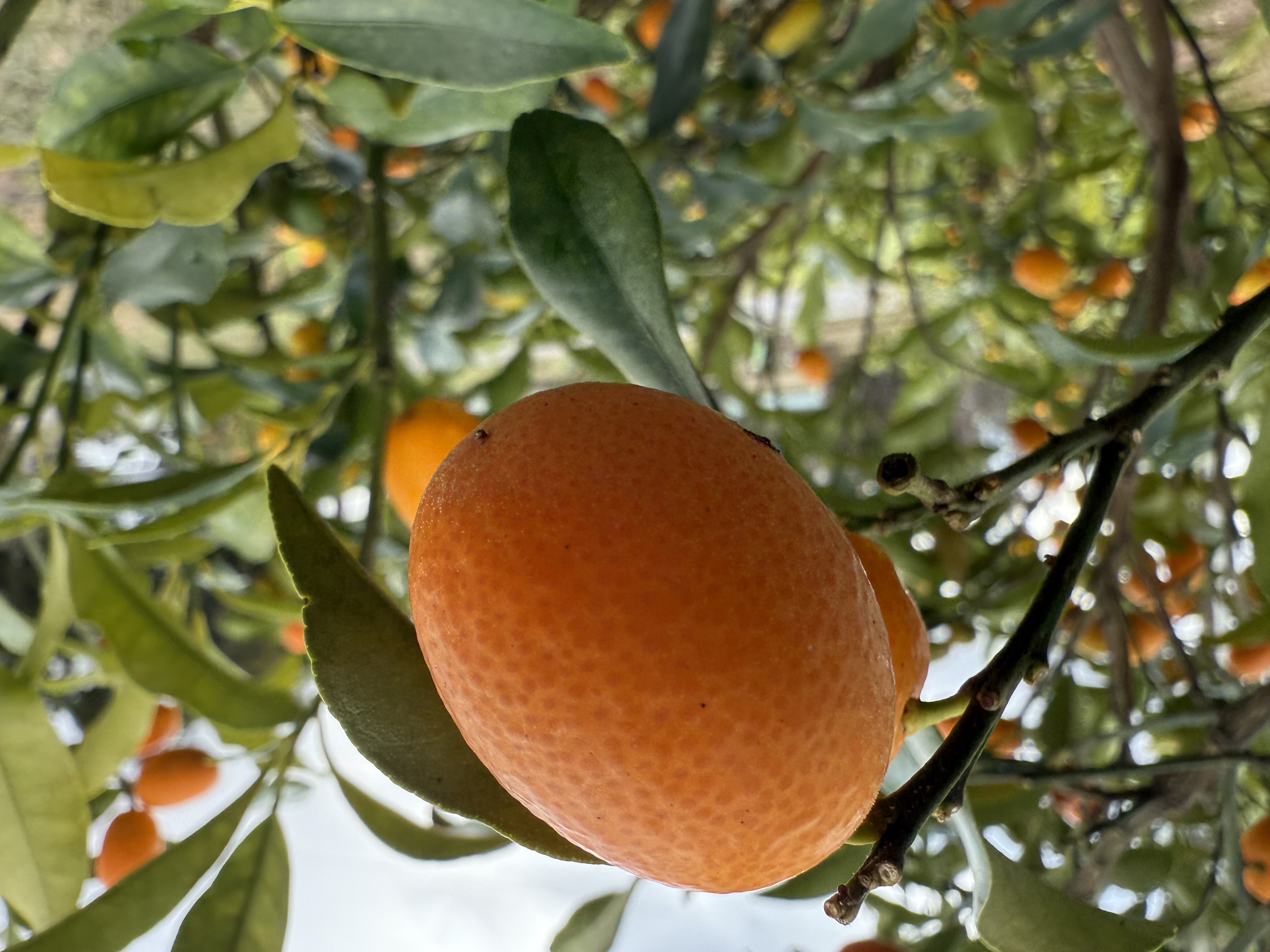 Kumquat 