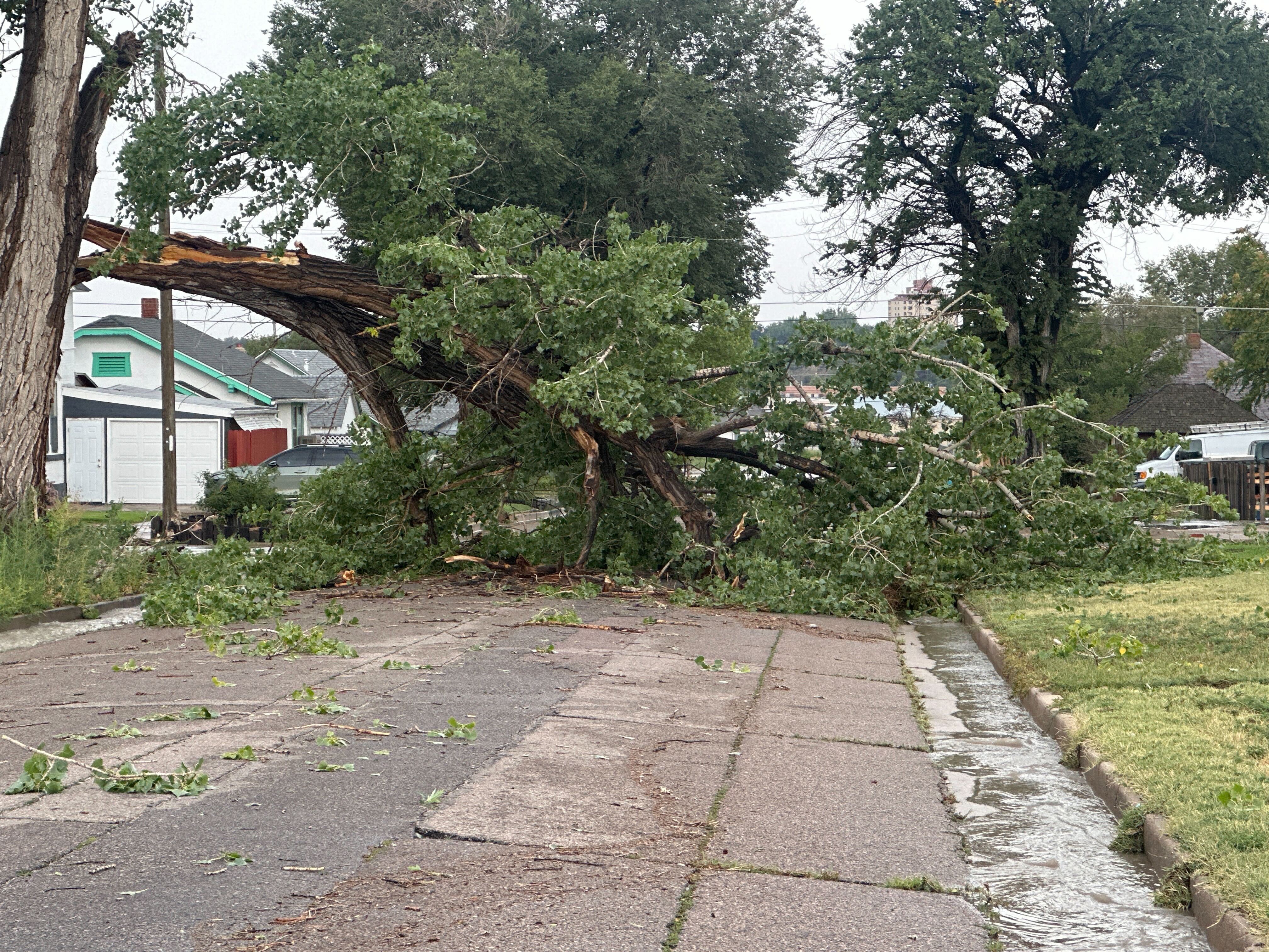 Downed Tree