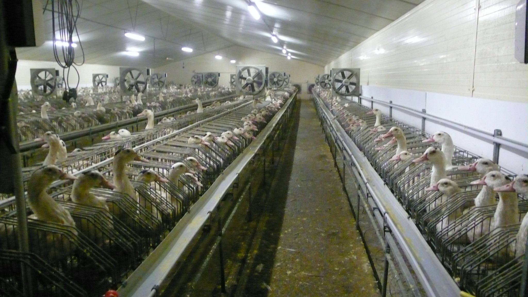 Foie Gras duck farm