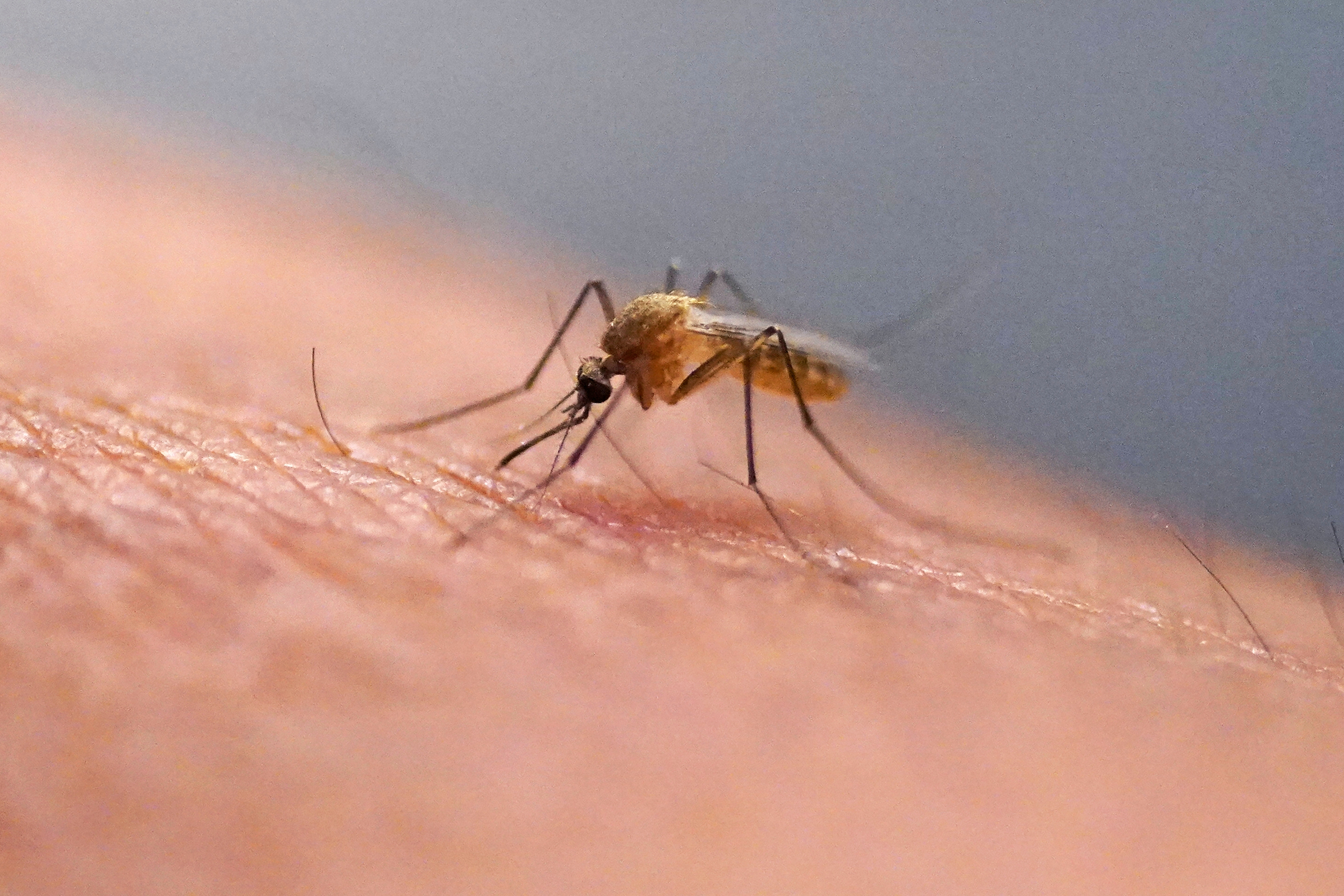 A mosquito.