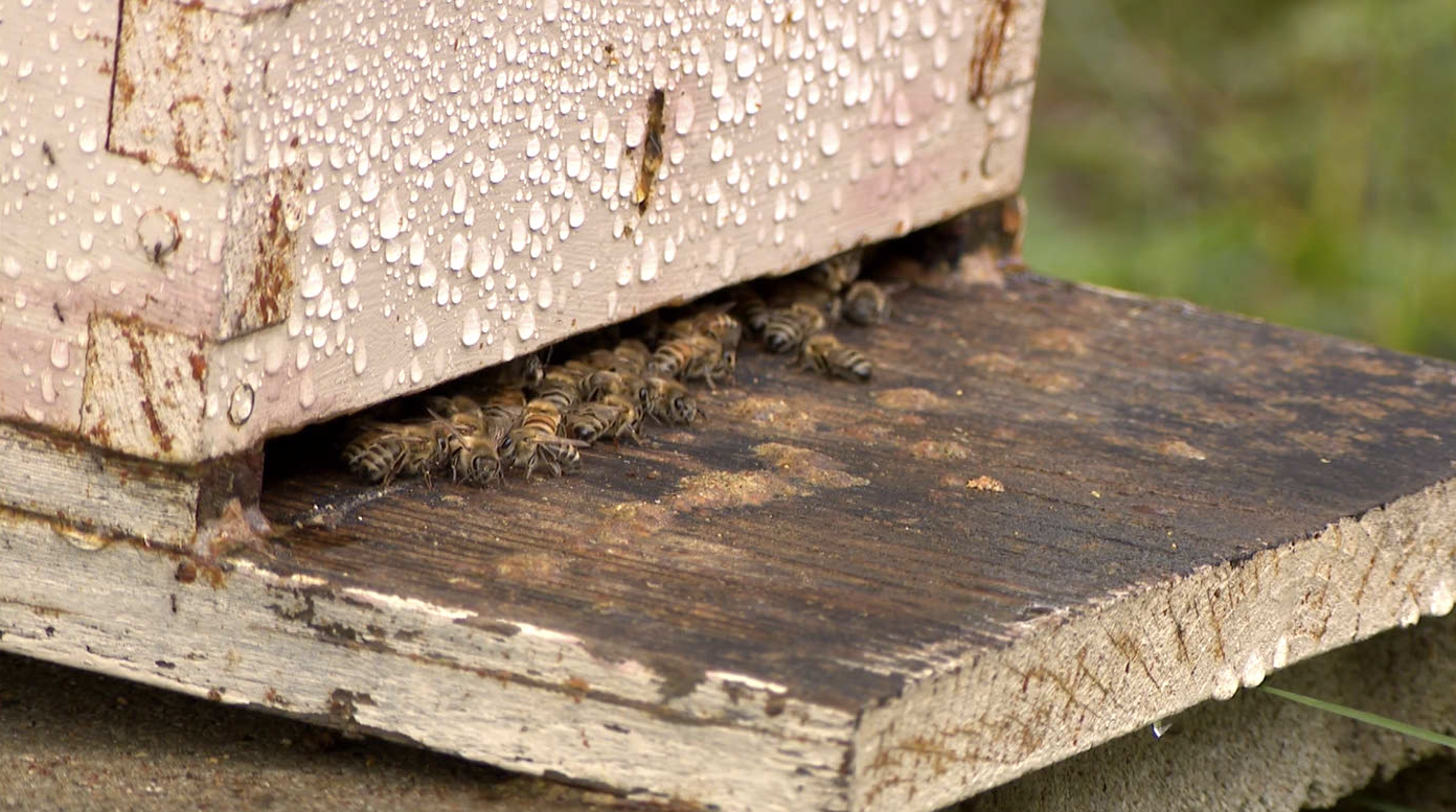 bees