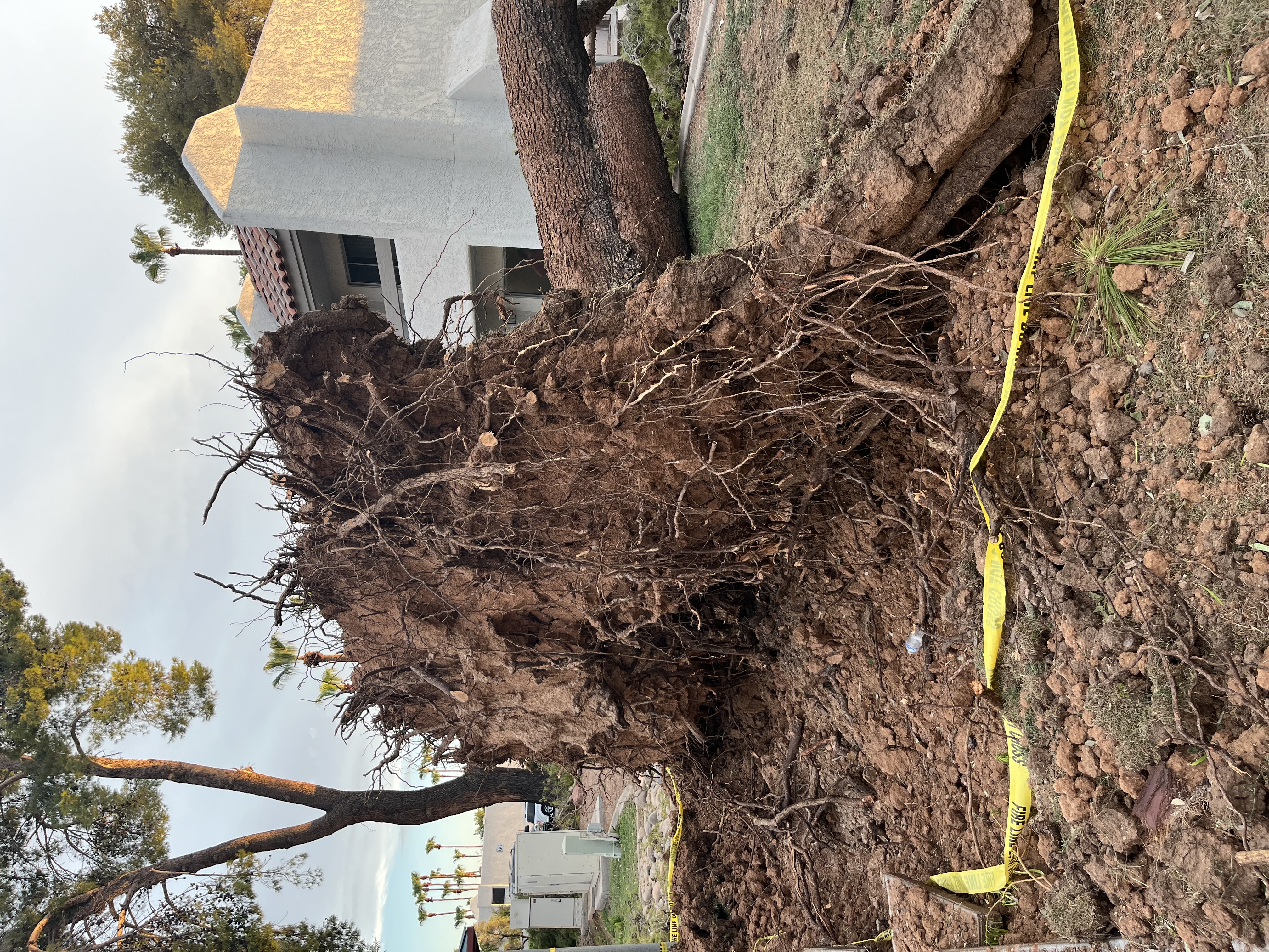 McCormick Ranch tree down 